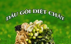 Cuộc thi khoa học kĩ thuật - Bộ sản phẩm diệt chấy từ tự nhiên